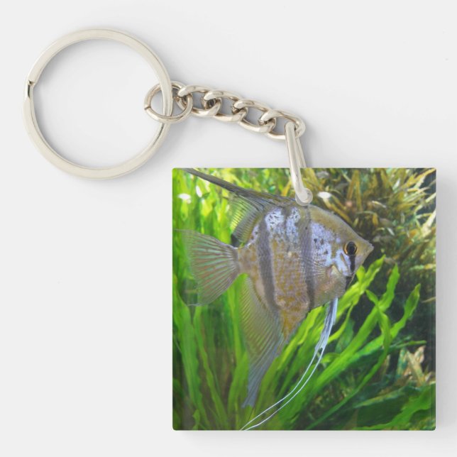 Ängelfiskar (Framsidan)