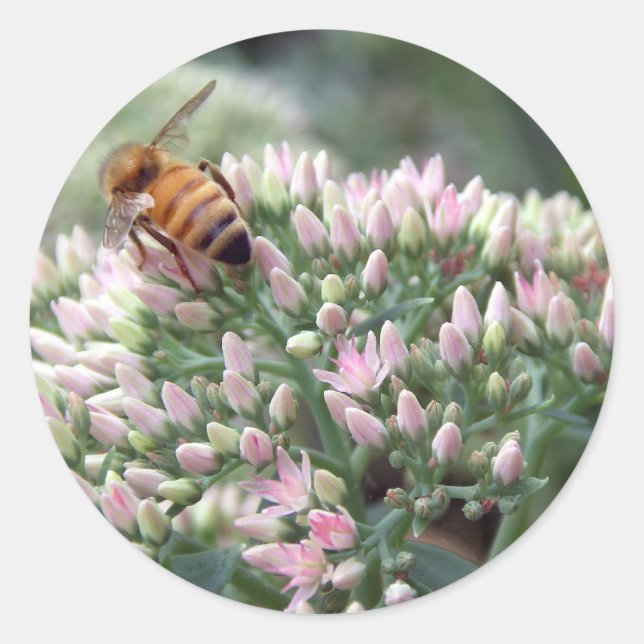 Angelic Honeybee Sticker Runt Klistermärke (Framsida)