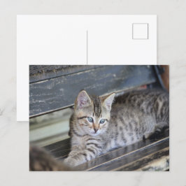 Angelic Kitten Vykort