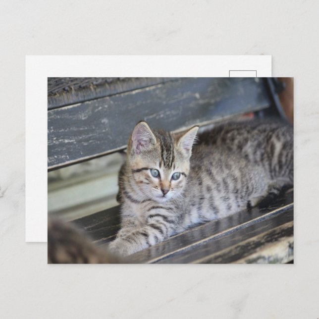 Angelic Kitten Vykort (Fram/baksida)