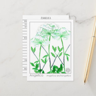 Angelica Materia Medica Herbal Study Card Vykort
