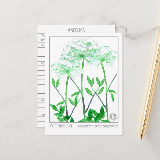 Angelica Materia Medica Herbal Study Card Vykort (Fram/Back In Situ)