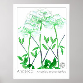 Angelica White Flowers Medicinal Herb Plant Poster