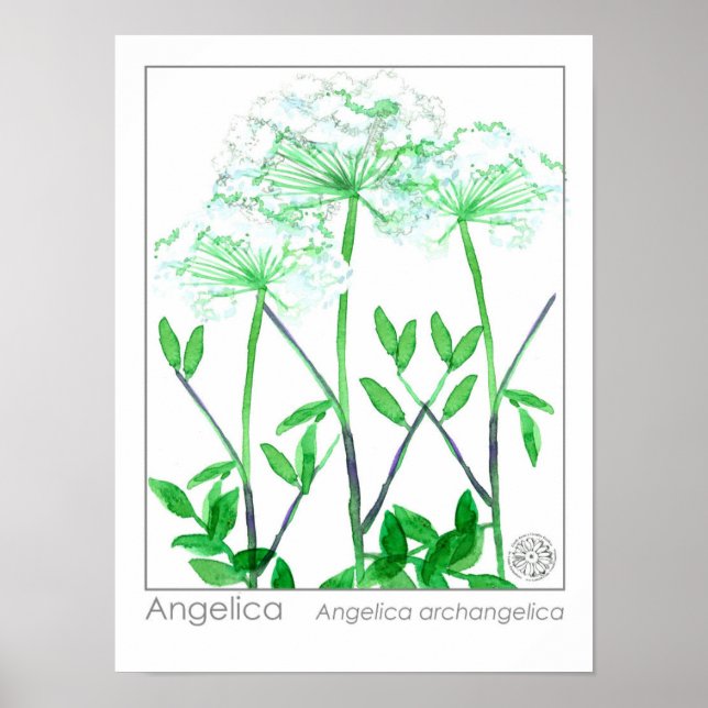 Angelica White Flowers Medicinal Herb Plant Poster (Framsidan)