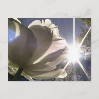 angeliquetulpan vykort