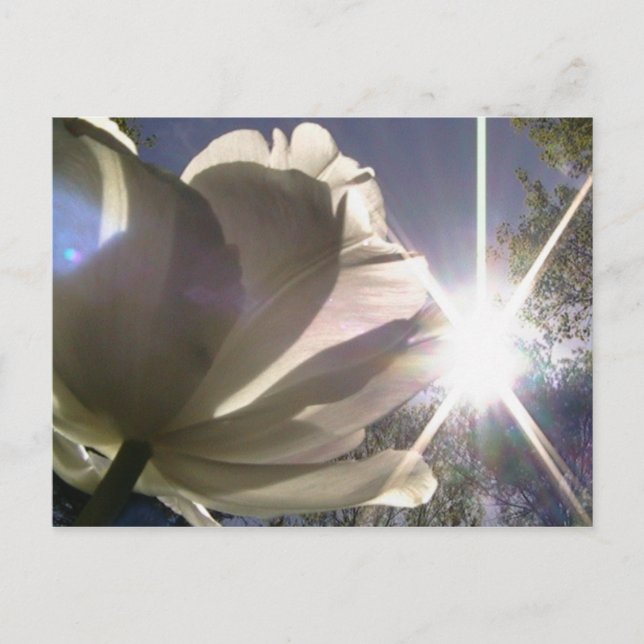 angeliquetulpan vykort (Framsida)