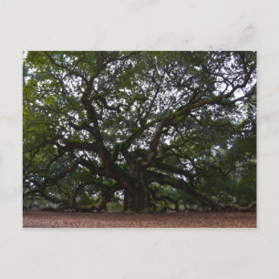 Ängeln Ek, Johns ö, South Carolina Vykort