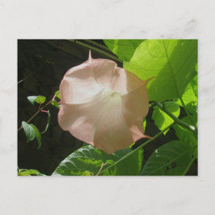Angel's Trumpet Postcard Vykort