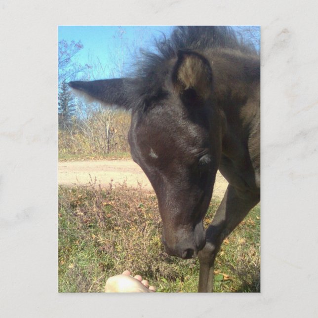 AngelsPhlyby Nite Vykort (Framsida)