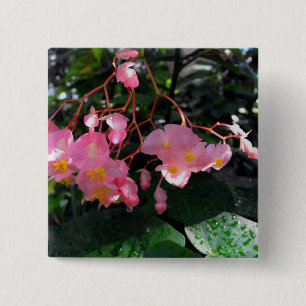 ÄngelvingeBegonias Knapp