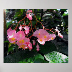 ÄngelvingeBegonias Poster