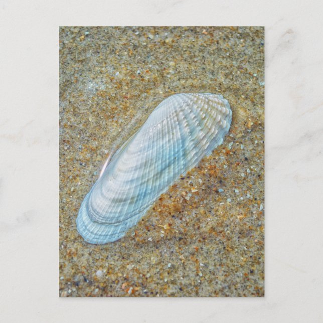 Angelwing Seashell Vykort (Framsida)
