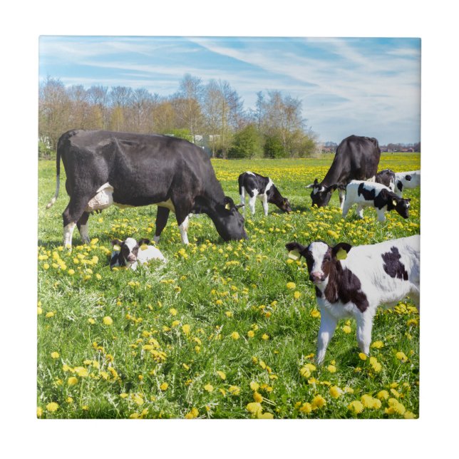 Ängfullt av maskrosor med att beta kor kakelplatta (Framsidan)