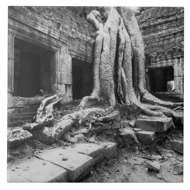 Angkor Kambodja, Ta Prohm Träd Kakelplatta (Framsidan)