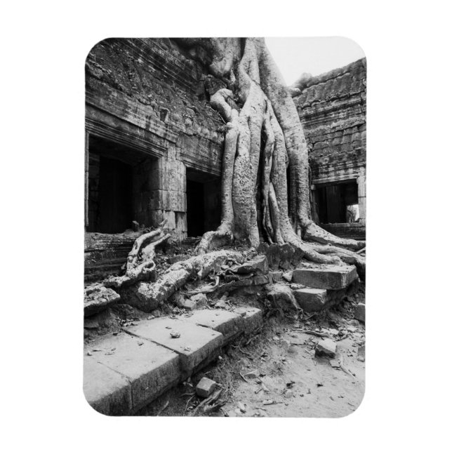 Angkor Kambodja, Ta Prohm Träd Magnet (Vertikal)