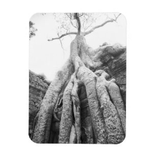 Angkor Kambodja, Träd Ta Prohm Magnet