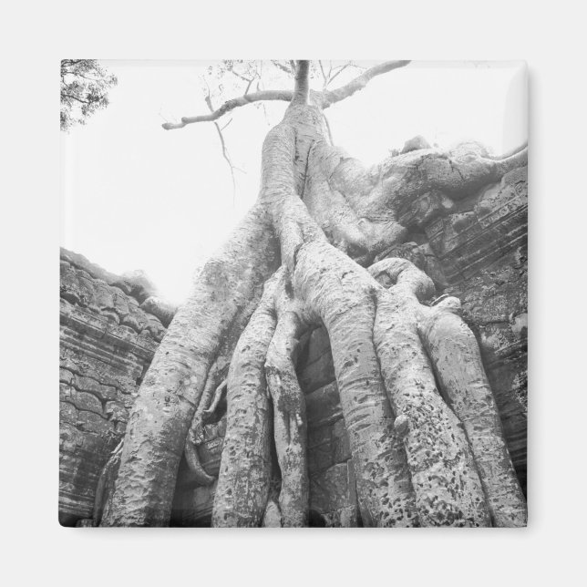 Angkor Kambodja, Träd Ta Prohm Magnet (Framsidan)