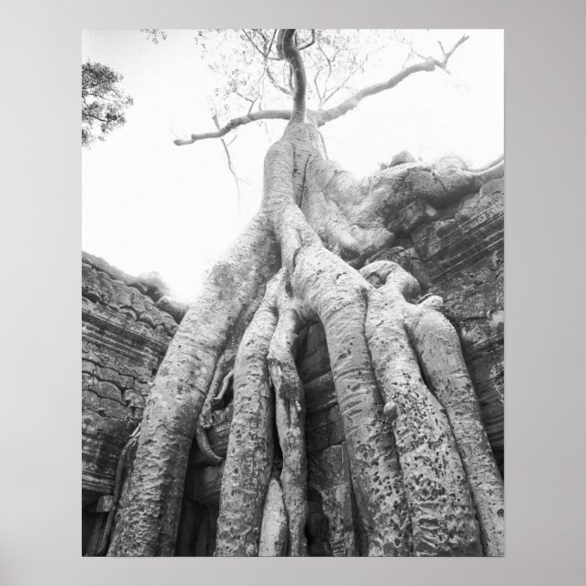 Angkor Kambodja, Träd Ta Prohm Poster (Framsidan)