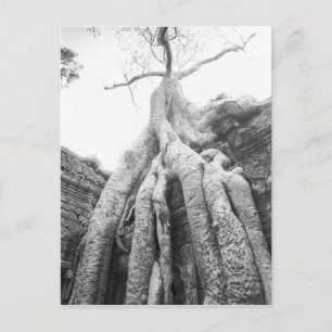 Angkor Kambodja, Träd Ta Prohm Vykort