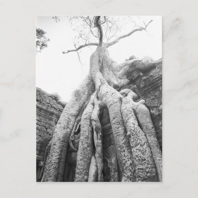 Angkor Kambodja, Träd Ta Prohm Vykort (Framsida)