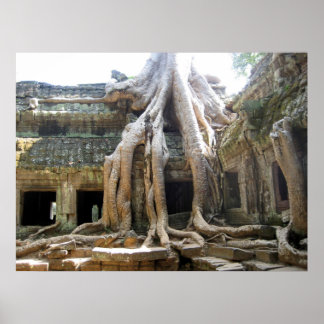 Angkor Träd Poster