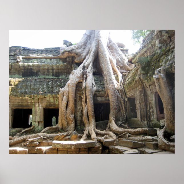 Angkor Träd Poster (Framsidan)