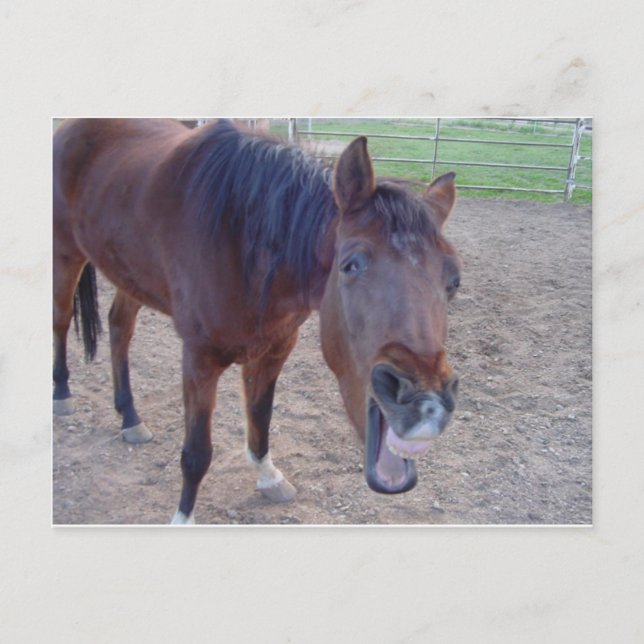 Änglahas Vykort (Framsida)