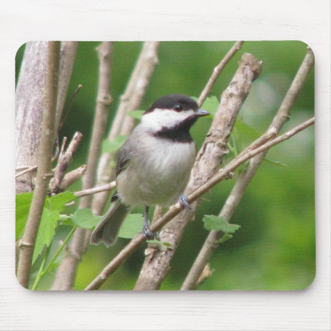 Änglalika C. Chickadee Mousepad Musmatta (Framsidan)
