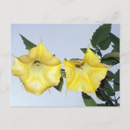 Änglar Trumpet Brugmansia Postcard Vykort