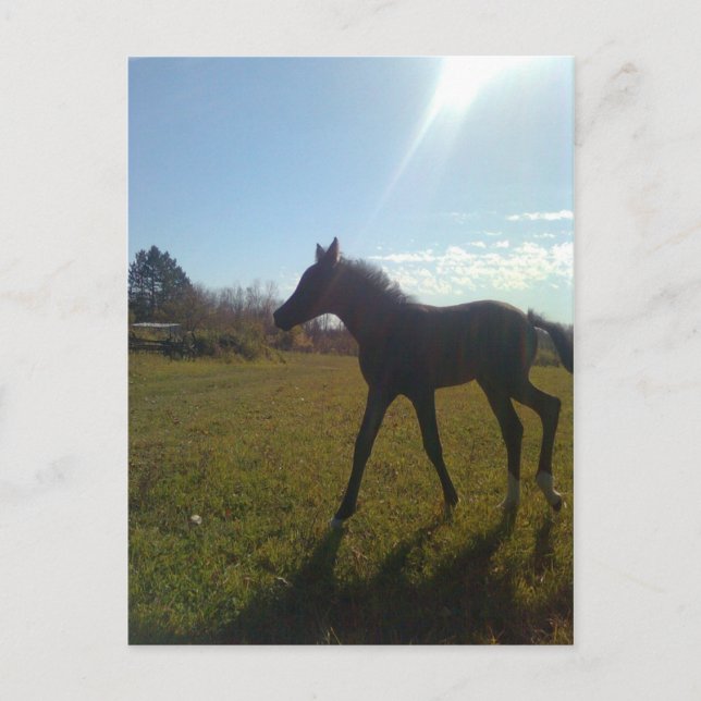 ÄnglarFlygerNatt Vykort (Framsida)