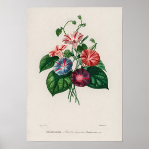 Änglatrumpet (Pharbitis hispida Poster