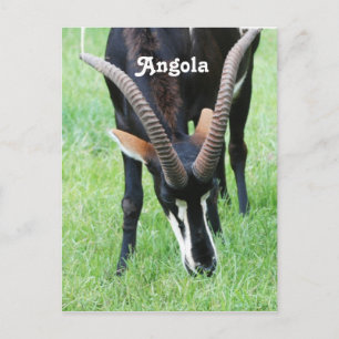 Angola Sable Antelope Vykort
