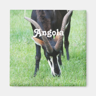 Angola sobelantilop magnet