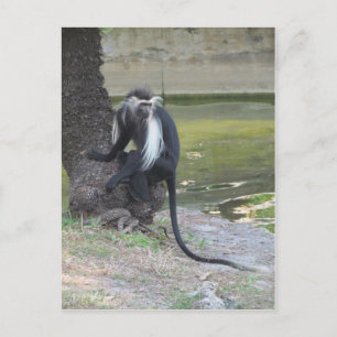Angolan Black and White Colobus Monkey Vykort