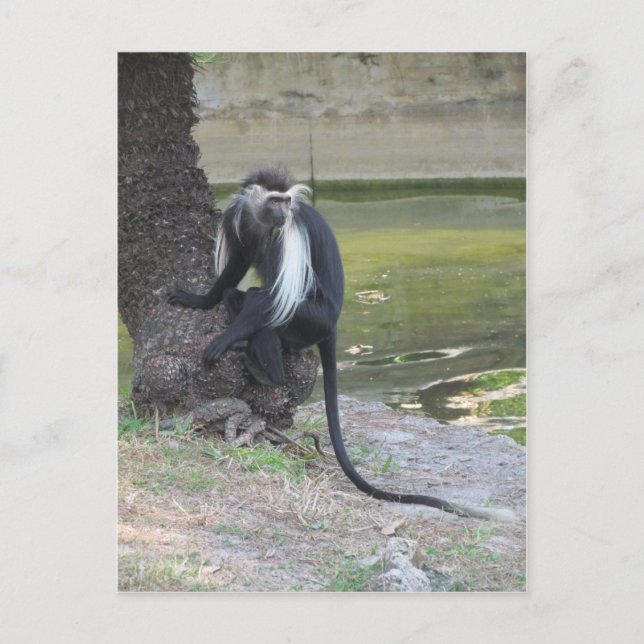 Angolan Black and White Colobus Monkey Vykort (Framsida)