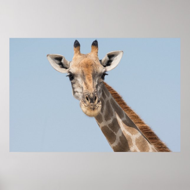 Angolan Giraffe Porträtt Poster (Framsidan)