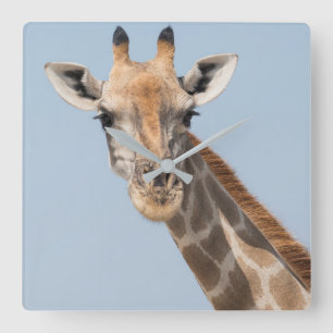 Angolanska Giraffe Porträtt Fyrkantig Klocka