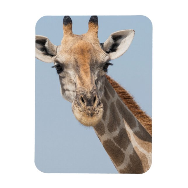 Angolanska Giraffe Porträtt Magnet (Vertikal)