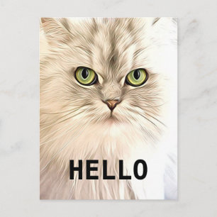 Angora Cat Vykort