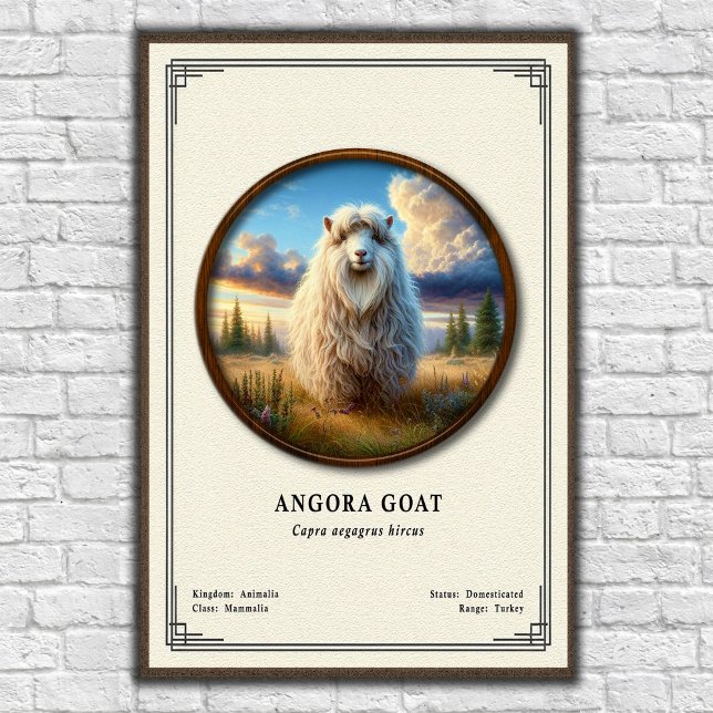 Angora get zoologisk serie poster (Skapare uppladdad)