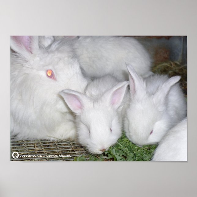 ANGORA RABBITS POSTER (Framsidan)