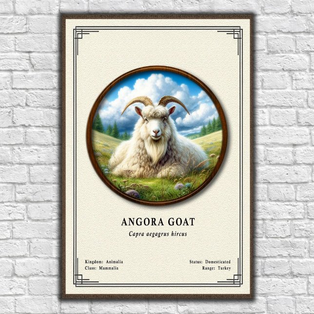 Angoraget Zoologi Serie Poster (Skapare uppladdad)
