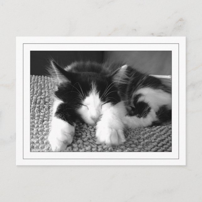 Ångorapor Vykort (Framsida)