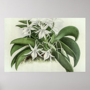 Angraecum Leonis Orchid Poster