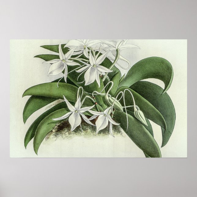 Angraecum Leonis Orchid Poster (Framsidan)