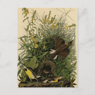 Ängs lärka från Audubon's Birds of America Vykort