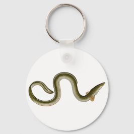 Anguilla anguilla nyckelring