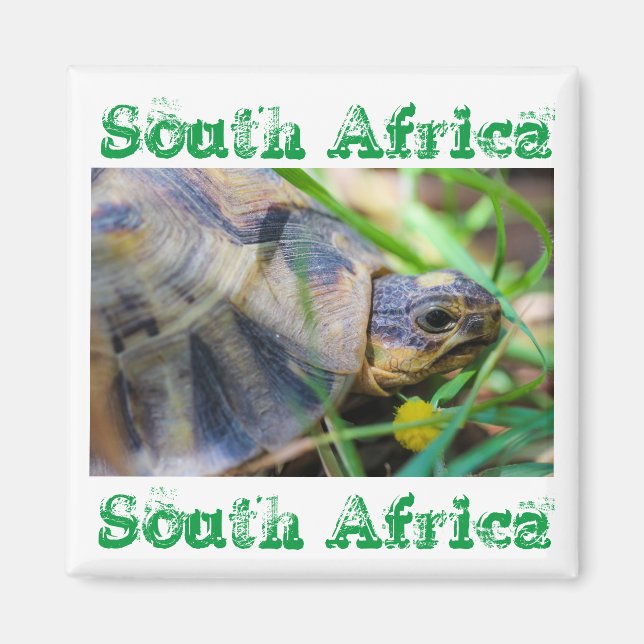 Angulate Tortoise South Afrika Nature Magnet (Framsidan)