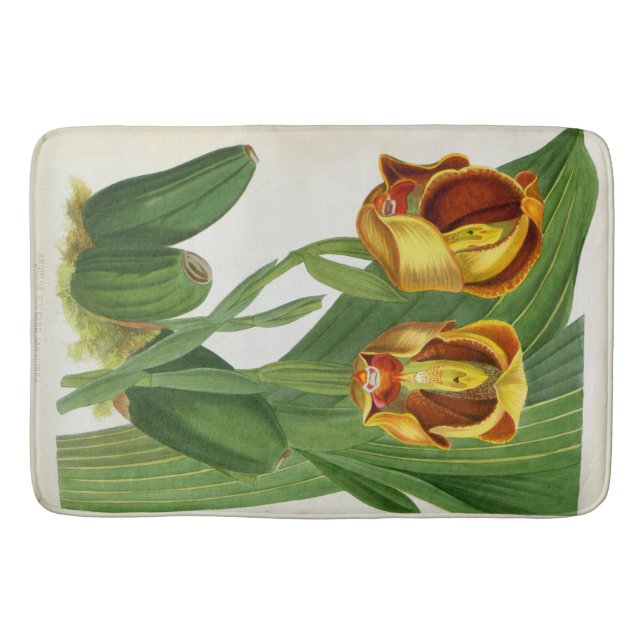 Anguloa Ruckerii Sanguine Lindenia Orchid Badrumsmatta (Framsidan)