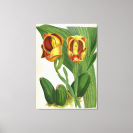 Anguloa Ruckerii Sanguine Lindenia Orchid Canvastryck